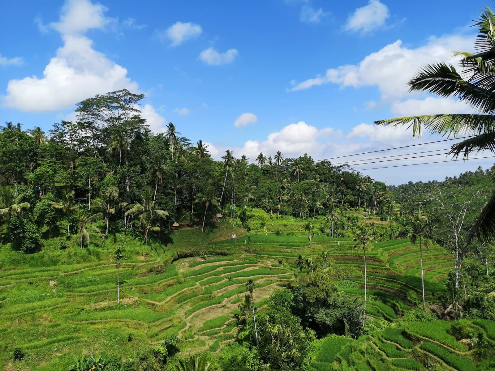 Stepped emerald rice terraces of Tegalalang near Ubud in central Bali, part of the UNESCO subak landscape