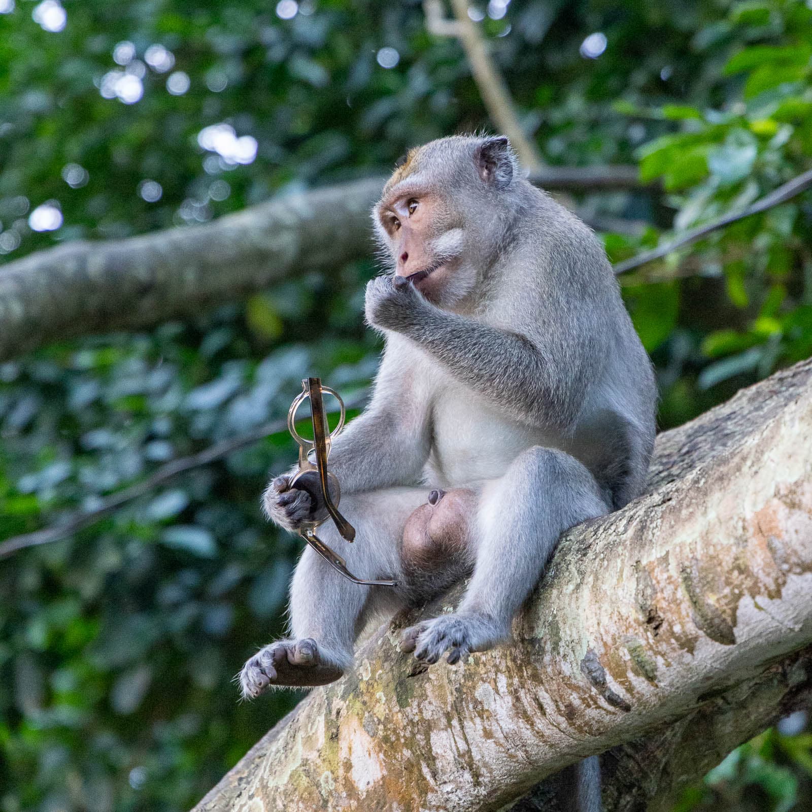 Long-tailed macaque at Pura Luhur Uluwatu