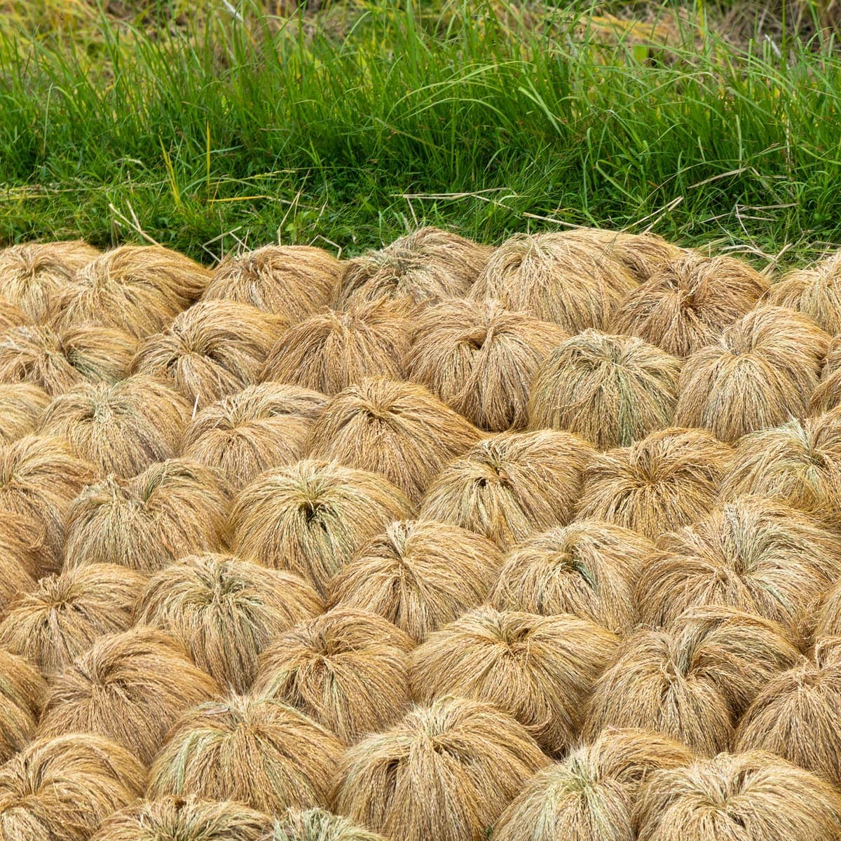 Jatiluwih rice terraces during harvest season, Bali