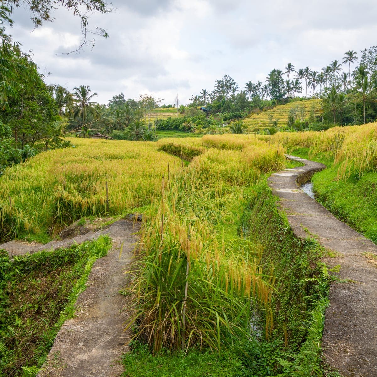 Walking trail through Jatiluwih rice terraces, Bali