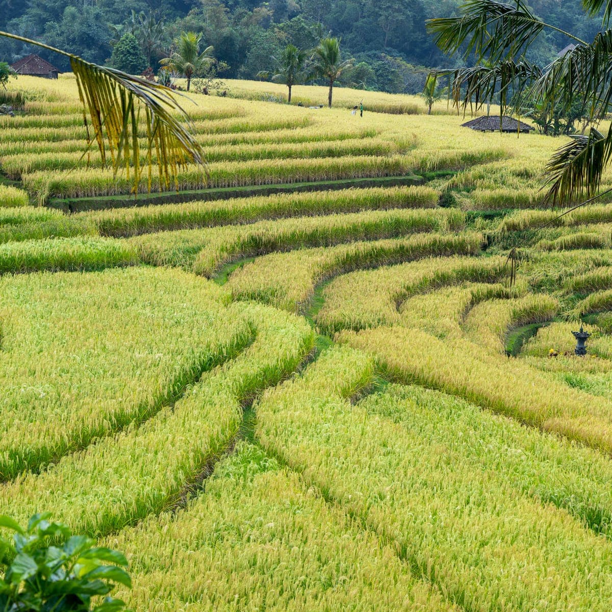 Jatiluwih rice terraces, Bali