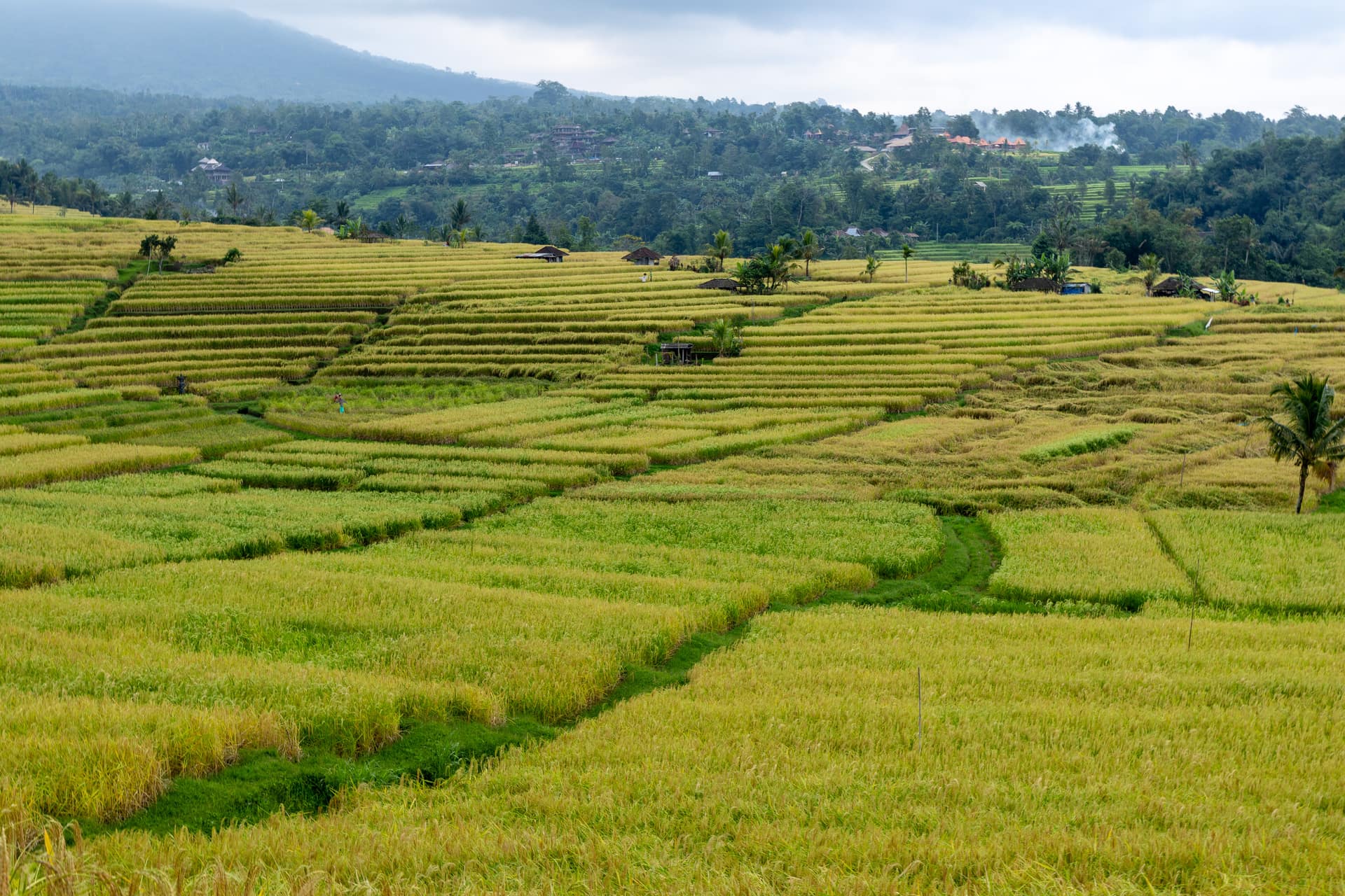 The Jatiluwih rice terraces in Tabanan, Bali, stepping down the slopes of the Batukaru range at harvest